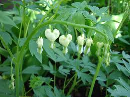 Dicentra spectabilis Alba