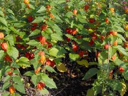 lampignon plant