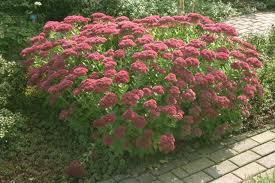 sedum herbstfreude