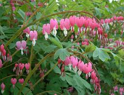 Dicentra spectabils